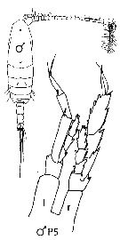 Espce Neocalanus gracilis - Planche 42 de figures morphologiques