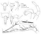 Espce Candacia tenuimana - Planche 1 de figures morphologiques