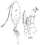 Species Canthocalanus pauper - Plate 11 of morphological figures