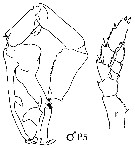 Espce Cosmocalanus darwini - Planche 19 de figures morphologiques