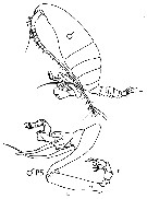 Espce Undinula vulgaris - Planche 29 de figures morphologiques