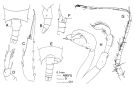Espce Candacia norvegica - Planche 2 de figures morphologiques