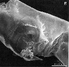 Espce Pseudodiaptomus japonicus - Planche 8 de figures morphologiques