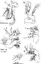 Species Pseudodiaptomus nansei - Plate 2 of morphological figures