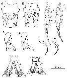 Species Pseudodiaptomus japonicus - Plate 21 of morphological figures
