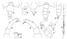 Espce Candacia maxima - Planche 1 de figures morphologiques