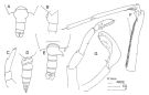 Espce Candacia longimana - Planche 2 de figures morphologiques