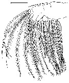 Espce Calanus pacificus - Planche 10 de figures morphologiques