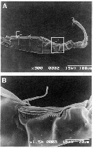 Espce Pseudodiaptomus annandalei - Planche 7 de figures morphologiques