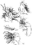 Espce Pseudocyclops schminkei - Planche 4 de figures morphologiques
