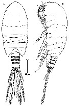 Espce Pseudocyclops schminkei - Planche 8 de figures morphologiques