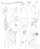 Espce Candacia cheirura - Planche 2 de figures morphologiques