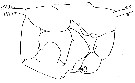 Espce Acartia (Acanthacartia) tonsa - Planche 29 de figures morphologiques