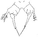 Espce Acartia (Acanthacartia) tonsa - Planche 28 de figures morphologiques