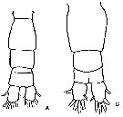 Espce Acartia (Acanthacartia) californiensis - Planche 5 de figures morphologiques