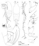 Espce Candacia cheirura - Planche 4 de figures morphologiques