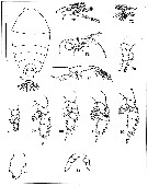 Espce Phaenna spinifera - Planche 28 de figures morphologiques