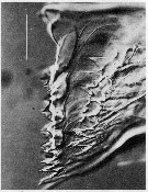 Espce Neocalanus cristatus - Planche 10 de figures morphologiques
