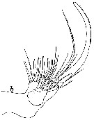 Species Phaenna spinifera - Plate 32 of morphological figures