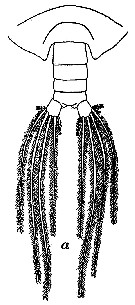 Espce Phaenna spinifera - Planche 35 de figures morphologiques