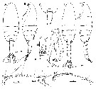 Espce Paraeuchaeta russelli - Planche 7 de figures morphologiques