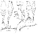 Espce Euchaeta plana - Planche 9 de figures morphologiques