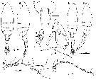 Espce Euchaeta rimana - Planche 18 de figures morphologiques
