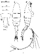 Espce Euchaeta longicornis - Planche 9 de figures morphologiques