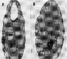 Espce Paracalanus parvus - Planche 35 de figures morphologiques