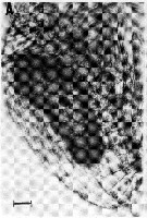 Espce Pleuromamma gracilis - Planche 28 de figures morphologiques