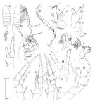 Espce Centropages aucklandicus - Planche 3 de figures morphologiques