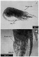 Species Temora stylifera - Plate 29 of morphological figures