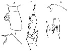 Espce Euchaeta acuta - Planche 21 de figures morphologiques
