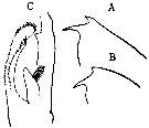 Espce Euchaeta longicornis - Planche 11 de figures morphologiques