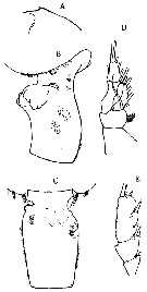 Espce Euchaeta paraacuta - Planche 1 de figures morphologiques