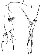 Espce Euchaeta paraacuta - Planche 2 de figures morphologiques
