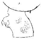 Species Euchaeta pubera - Plate 9 of morphological figures