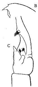 Espce Euchaeta pubera - Planche 11 de figures morphologiques