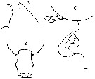 Espce Euchaeta tenuis - Planche 12 de figures morphologiques