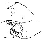 Espce Euchaeta tenuis - Planche 13 de figures morphologiques