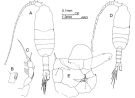 Espce Pleuromamma quadrungulata - Planche 1 de figures morphologiques
