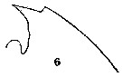Espce Euchaeta pubera - Planche 10 de figures morphologiques