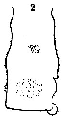 Espce Euchaeta indica - Planche 11 de figures morphologiques