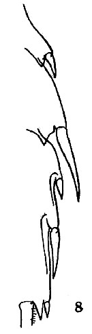 Espce Euchaeta tenuis - Planche 14 de figures morphologiques