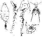 Espce Labidocera euchaeta - Planche 10 de figures morphologiques