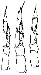 Espce Calanus glacialis - Planche 17 de figures morphologiques