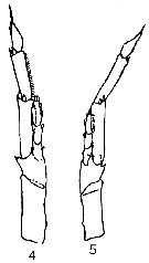 Espce Calanus pacificus - Planche 12 de figures morphologiques