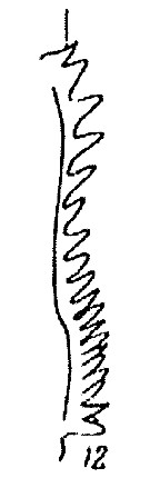 Espce Calanus chilensis - Planche 4 de figures morphologiques
