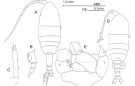 Espce Pleuromamma gracilis - Planche 1 de figures morphologiques