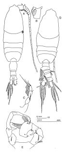 Espce Pleuromamma abdominalis - Planche 1 de figures morphologiques